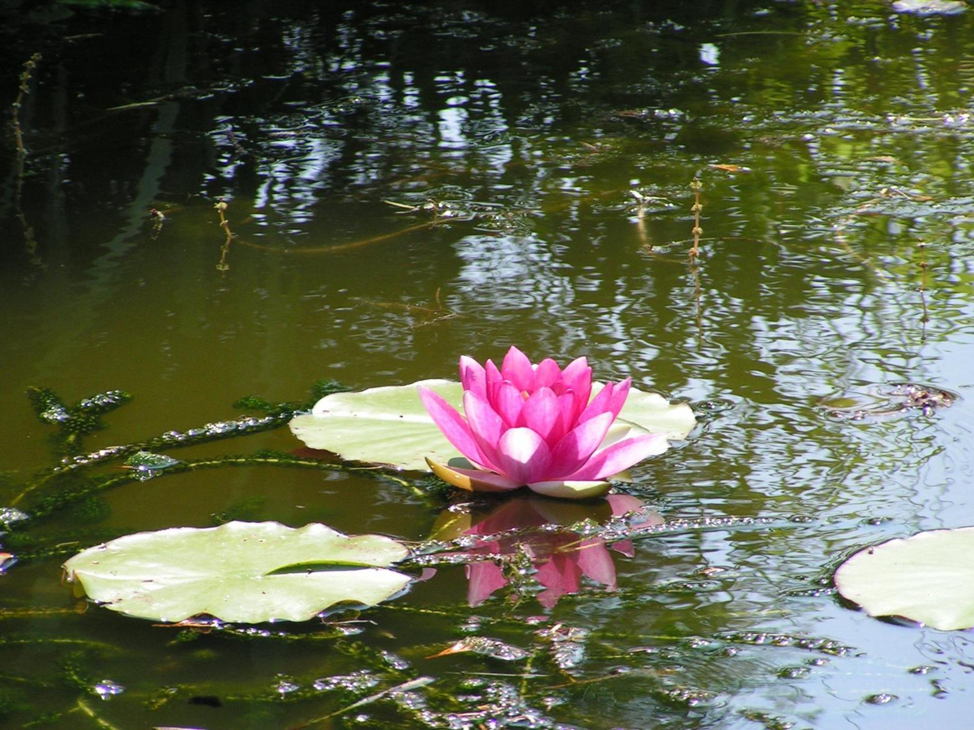 Bed and Breakfast Hof Van Lutten Exteriér fotografie